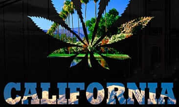How to Spot Real Cali Weed in the UK: Counterfeit Packs, Terpene Density & Ash Testing - weed-market UK guide