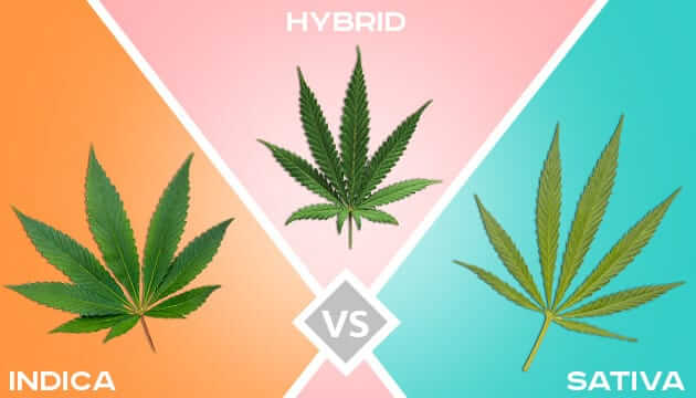 Best Daytime Sativa Strains in the UK: Cerebral Uplift, Productivity & Terpenes - weed-market UK guide